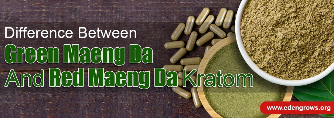 Difference Between Green Maeng Da and Red Maeng Da Kratom