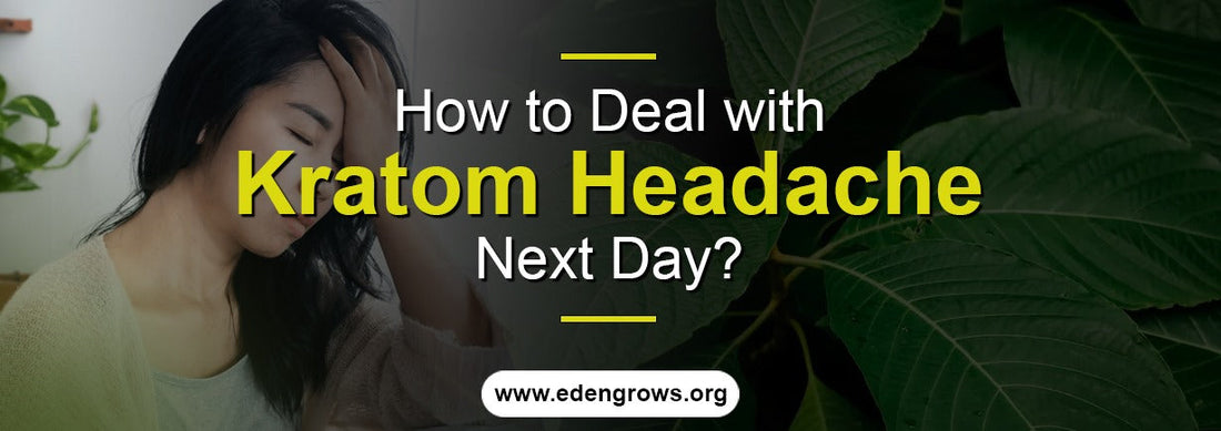 How to Deal with Kratom Headache Next Day?