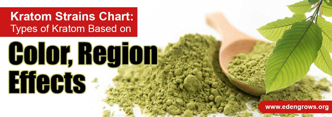 Kratom Strains Chart: Types of Kratom Based on Color, Region & Effects