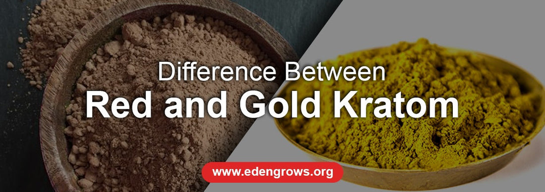 Red vs. Gold Kratom: Which One Is Right for You?