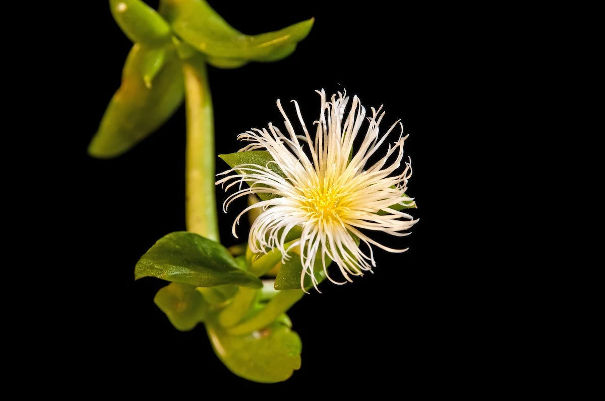 Kratom Blossum