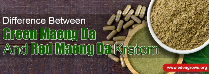 Difference Between Green Maeng Da and Red Maeng Da Kratom