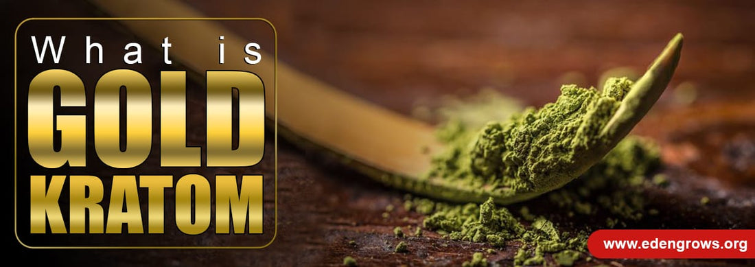What Is Gold Kratom?