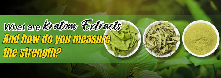 What are kratom extracts, and how do you measure the strength?