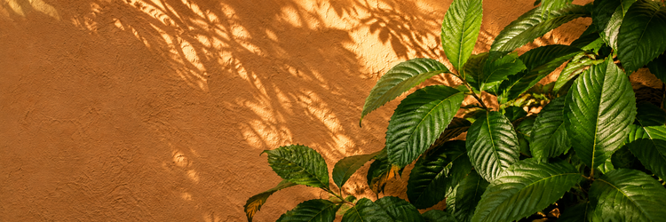 Kratom leaf powder and capsules